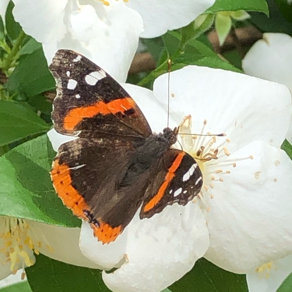 Meet your Posher, Kristin - Picture 1 of 1